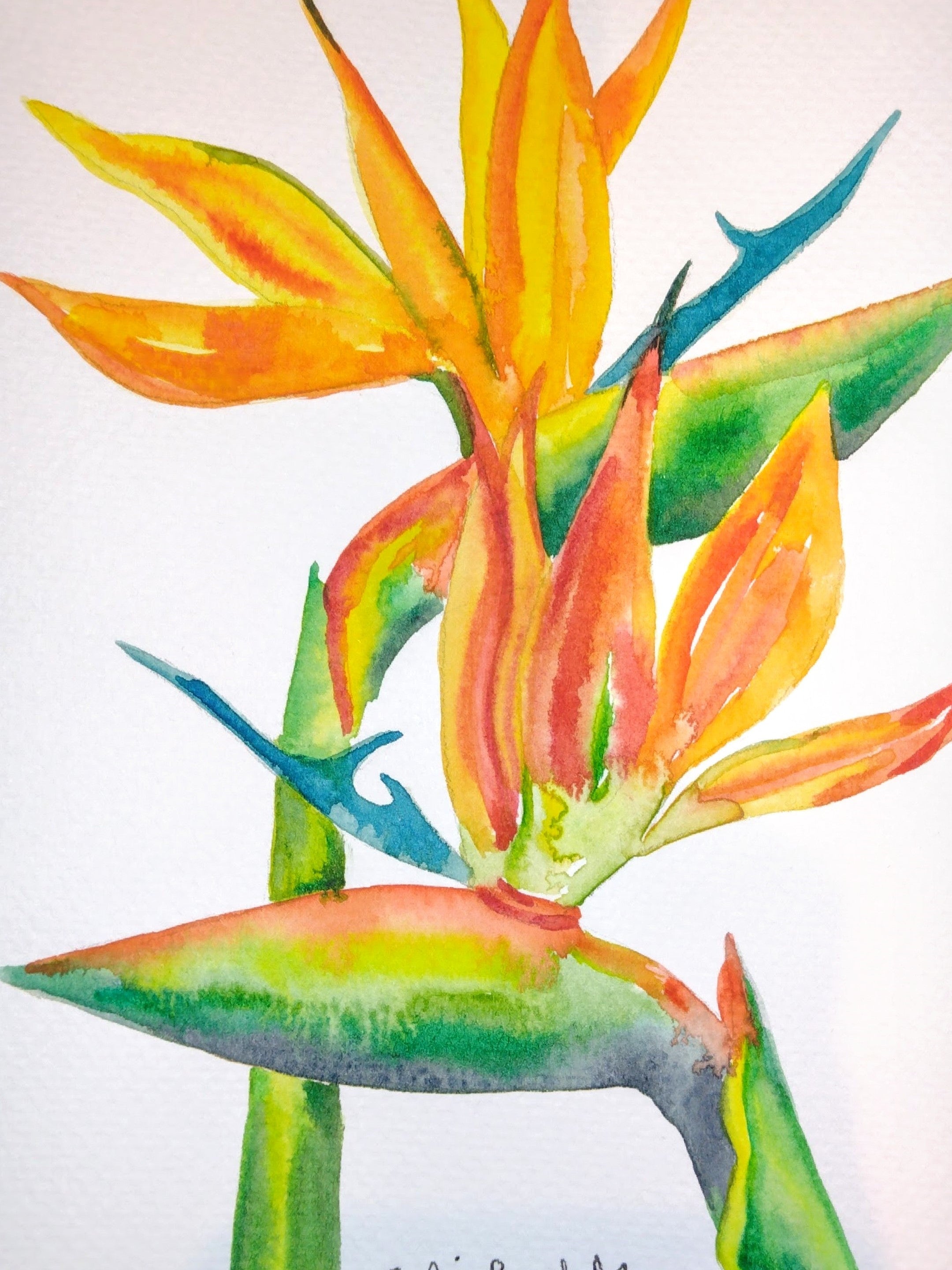 Costa Rica Flora Serie - Watercolor